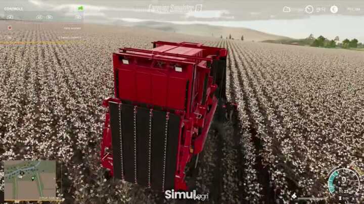 The cotton harvest.