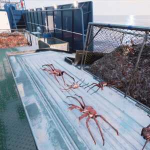 fishing-barents-sea-crab-1