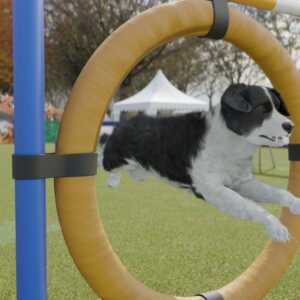 Dog Trainer Screenshot 2