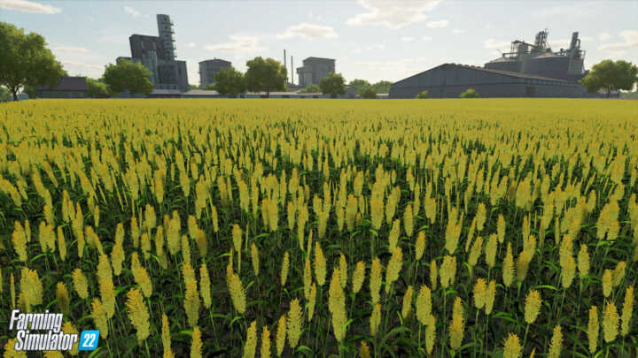 sorghum fs22