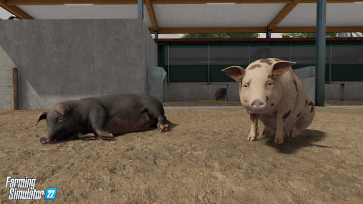 FS22 Pigs 1 en