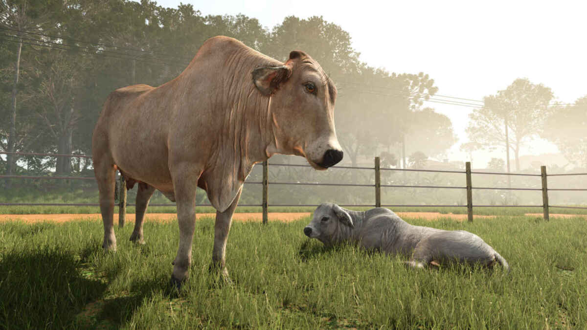 FS25BA brahmanCows 1