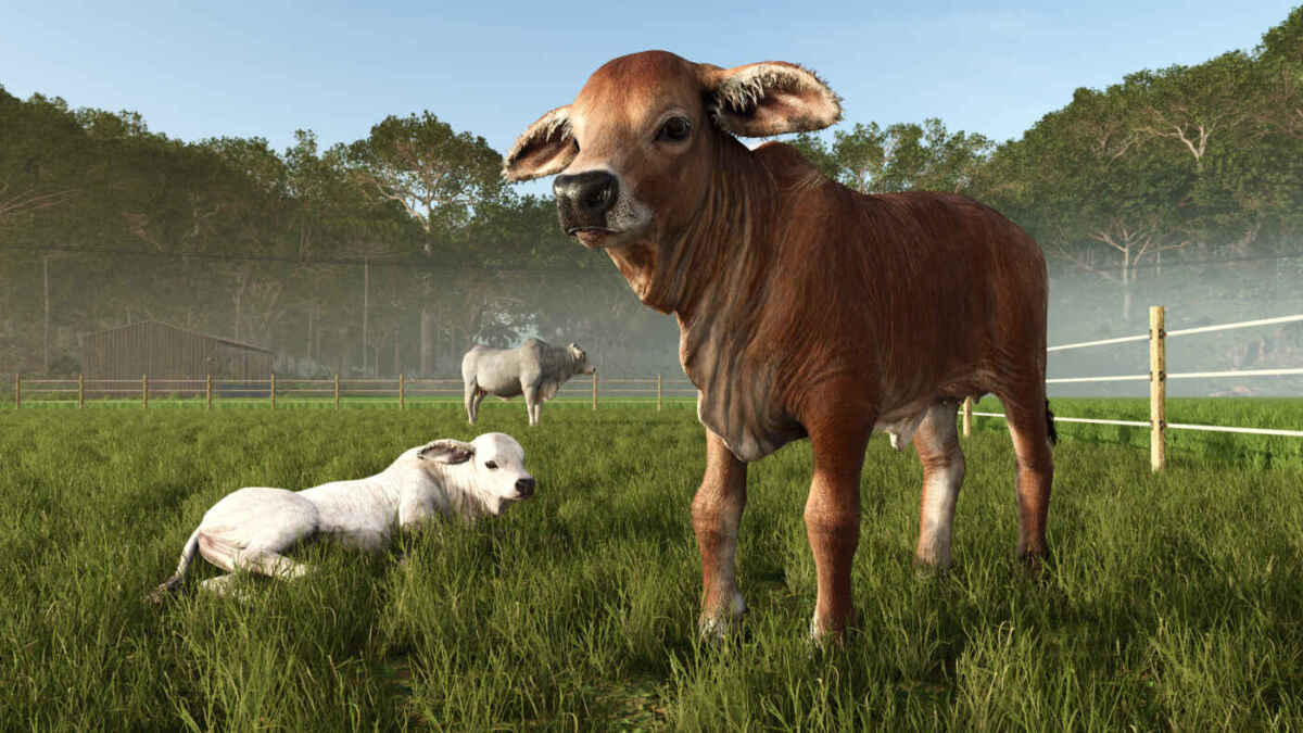 FS25BA brahmanCows