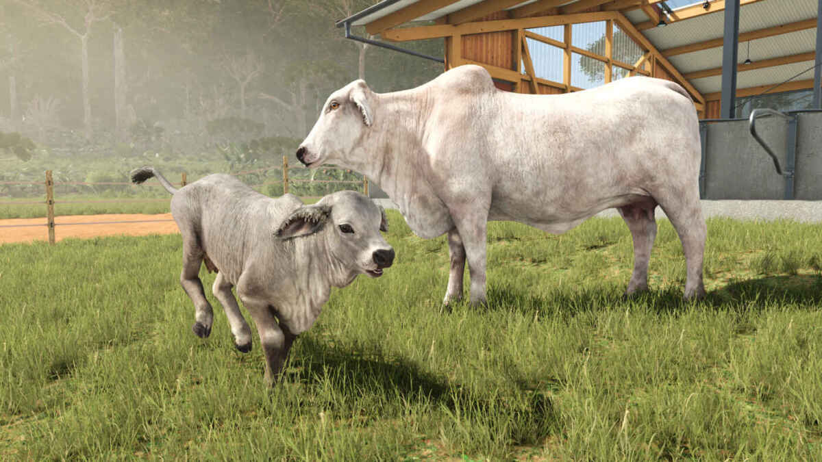 FS25BA brahmanCows 2