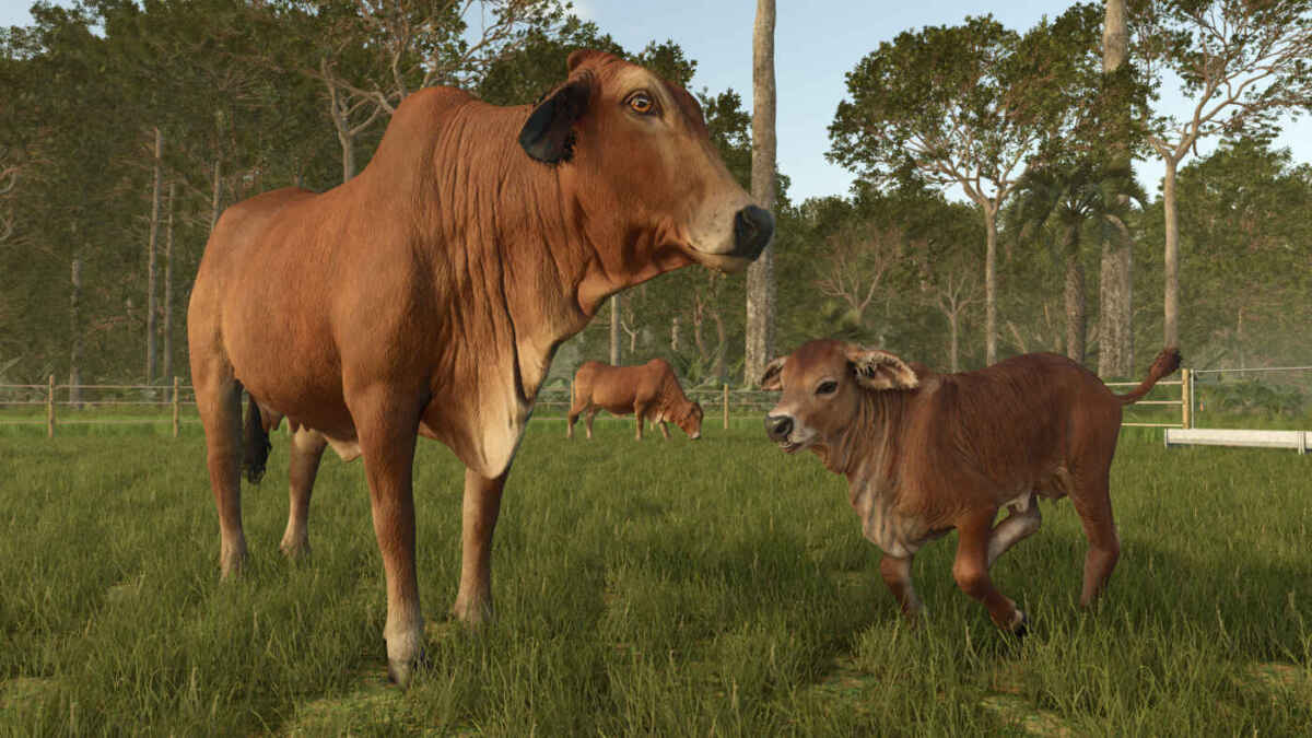 FS25BA brahmanCows 3